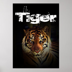 Poster Tigre