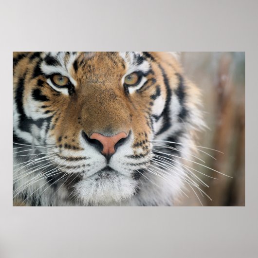 Poster Tigre (Devant)