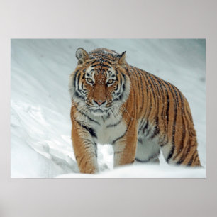 Poster Tigre