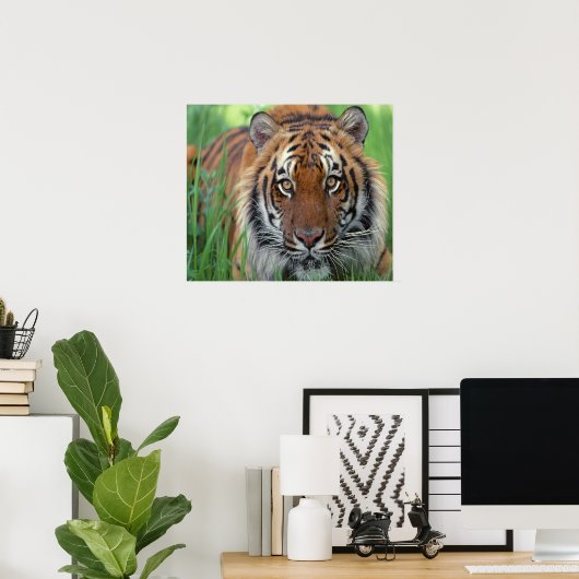 Poster Tigre (Bureau à domicile)