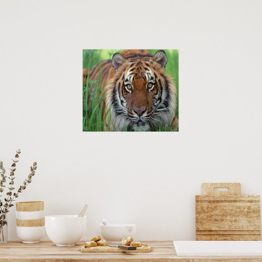 Poster Tigre (Cuisine)