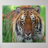 Poster Tigre (Devant)