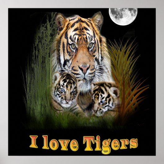 Poster tigre (Devant)