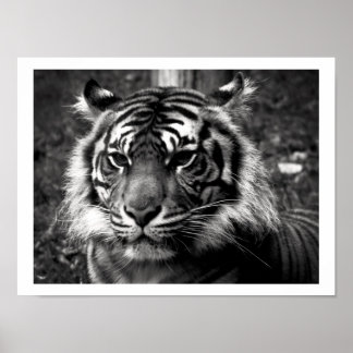 Poster Tigre