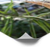 Poster Tigre à patte (Coin)