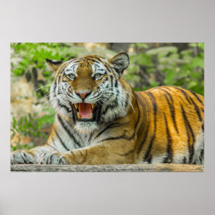 Poster Tigre à rayures orange