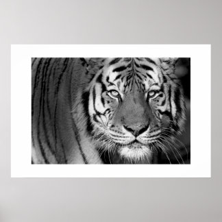 Poster Tigre Amur #1