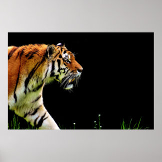 Poster Tigre approchant - Oeuvres d'art d'animaux sauvage