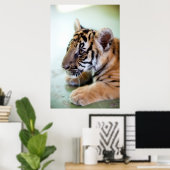 Poster Tigre asiatique (Bureau à domicile)