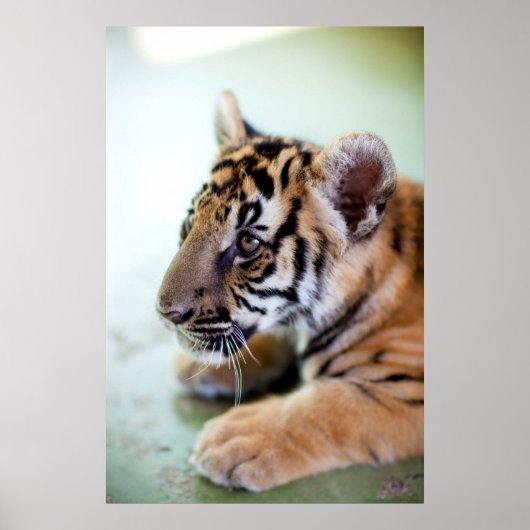 Poster Tigre asiatique (Devant)