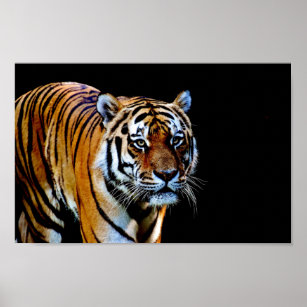 Poster Tigre avec Arrière - plan noir