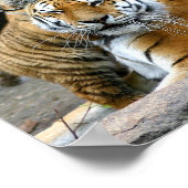 Poster Tigre Avec Cub (Coin)