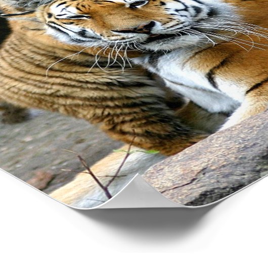 Poster Tigre Avec Cub (Coin)