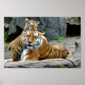 Poster Tigre Avec Cub (Devant)