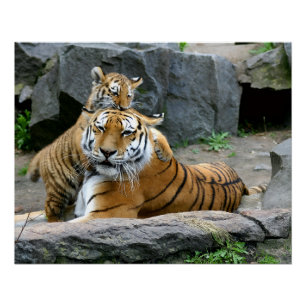 Poster Tigre avec son petit