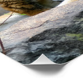 Poster Tigre avec son petit (Coin)