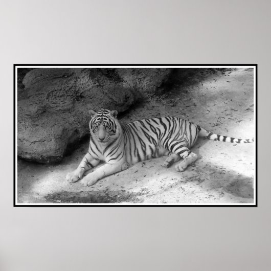 Poster Tigre Bengale blanc imprimé en noir et blanc (Devant)