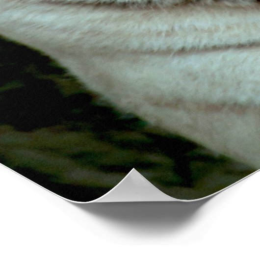 Poster Tigre blanc (Coin)