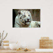 Poster Tigre blanc (Cuisine)
