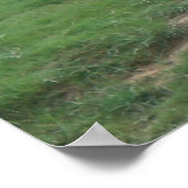 Poster Tigre blanc (Coin)