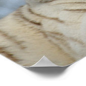 Poster Tigre blanc (Coin)