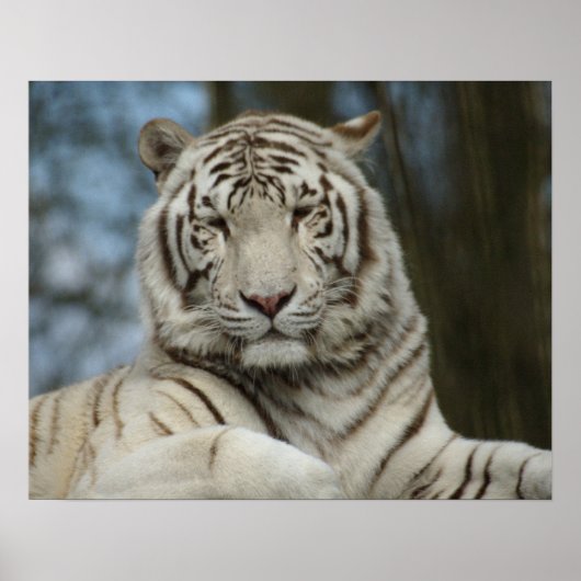 Poster Tigre blanc (Devant)