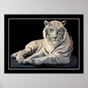 Poster Tigre blanc