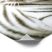 Poster Tigre blanc (Coin)