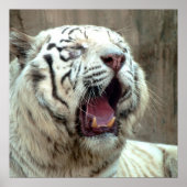 Poster Tigre blanc (Devant)