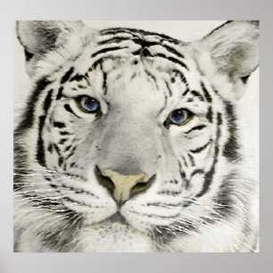 Poster Tigre blanc