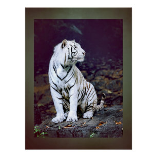 Poster Tigre blanc