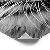 Poster Tigre blanc (Coin)