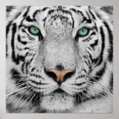 Poster Tigre blanc (Devant)