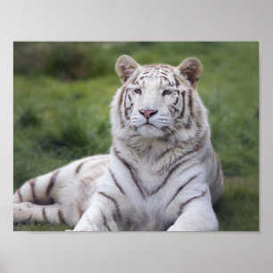 Poster Tigre blanc attentif
