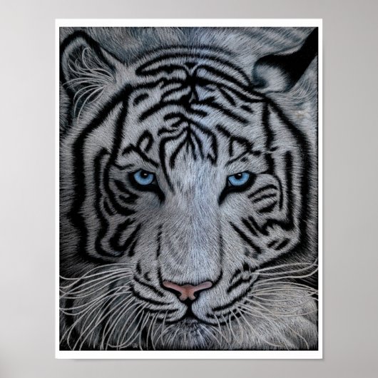Poster Tigre blanc - Casper (Devant)