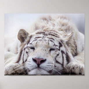 Poster Tigre blanc dormant