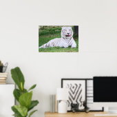 Poster Tigre blanc du Bengale (Bureau à domicile)