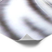 Poster Tigre blanc du Bengale (Coin)