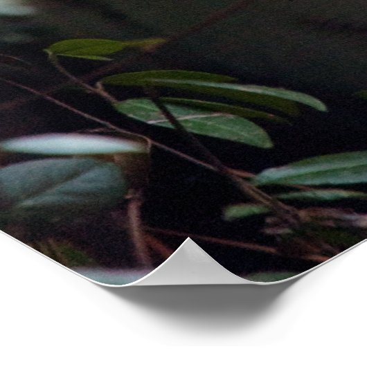 Poster Tigre blanc du Bengale (Coin)