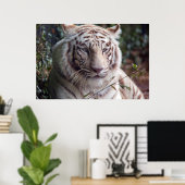 Poster Tigre blanc du Bengale (Bureau à domicile)