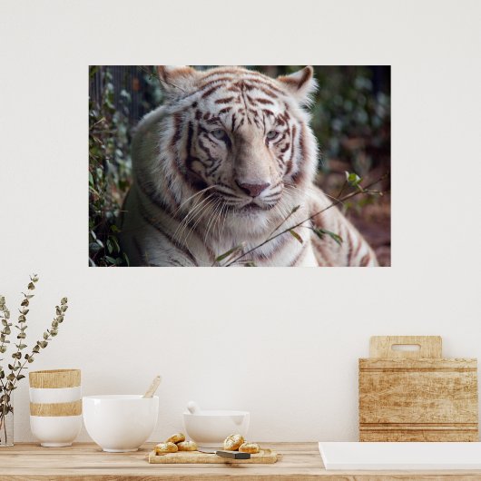 Poster Tigre blanc du Bengale (Cuisine)