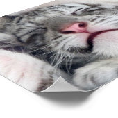 Poster Tigre blanc Kitten (Coin)