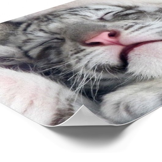 Poster Tigre blanc Kitten (Coin)