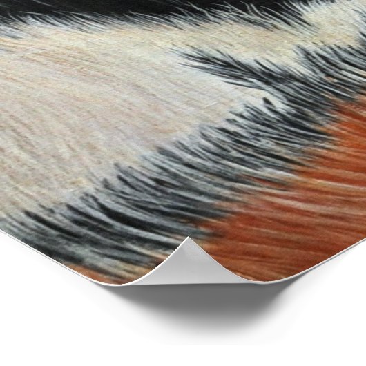 Poster Tigre bleu (Coin)