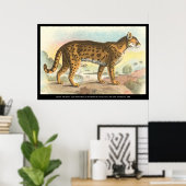 Poster Tigre-Chat (Bureau à domicile)