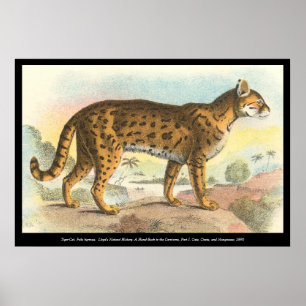 Poster Tigre-Chat
