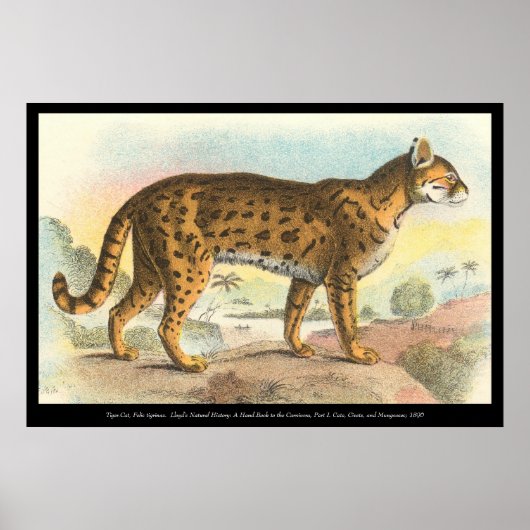 Poster Tigre-Chat (Devant)