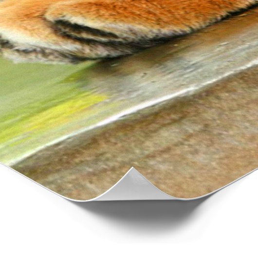 Poster Tigre couchant (Coin)