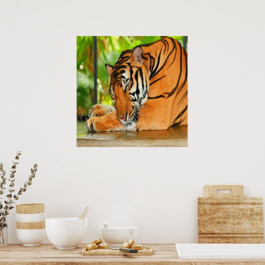 Poster Tigre couchant (Cuisine)