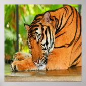 Poster Tigre couchant (Devant)